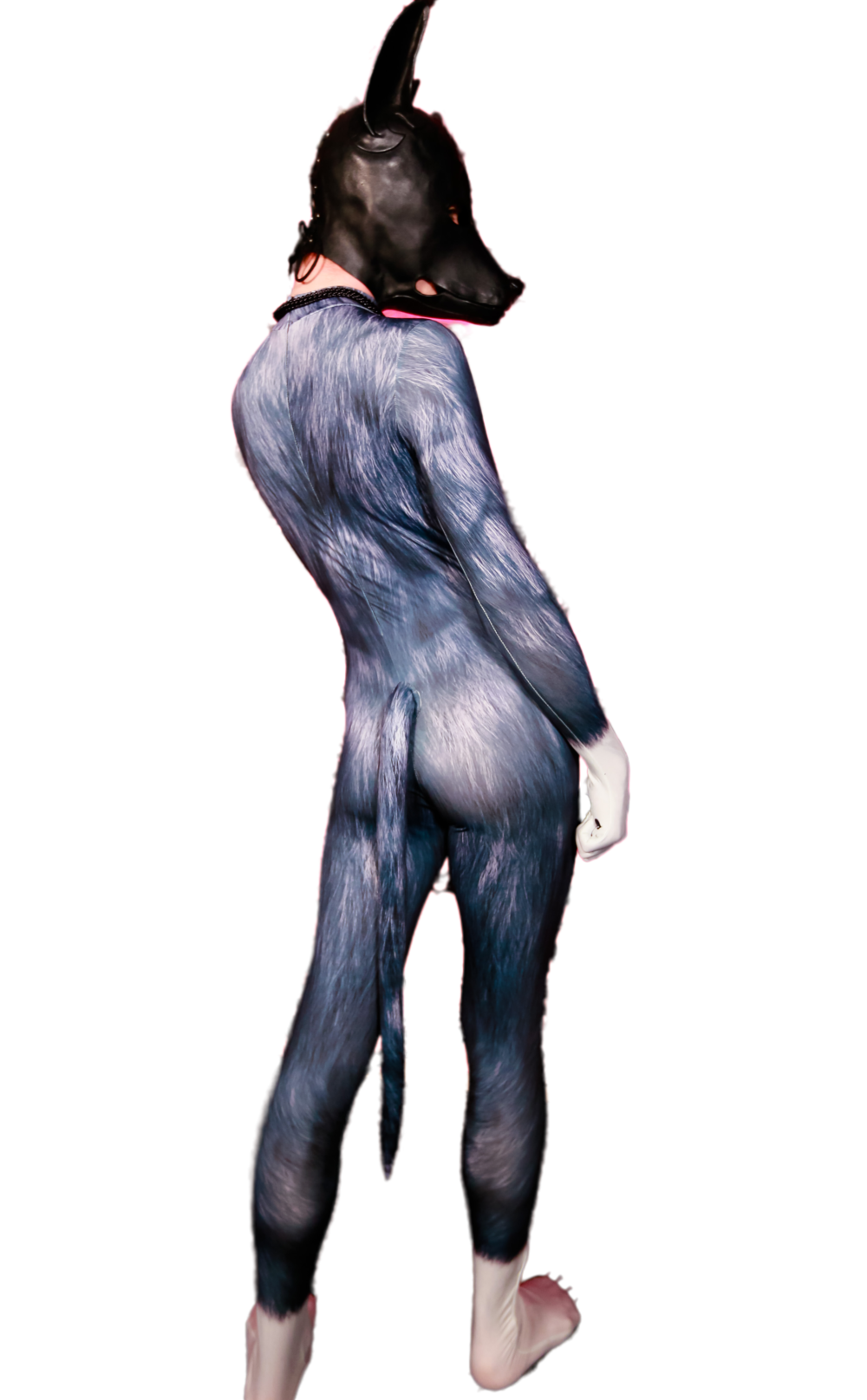 Black Wolf petsuit