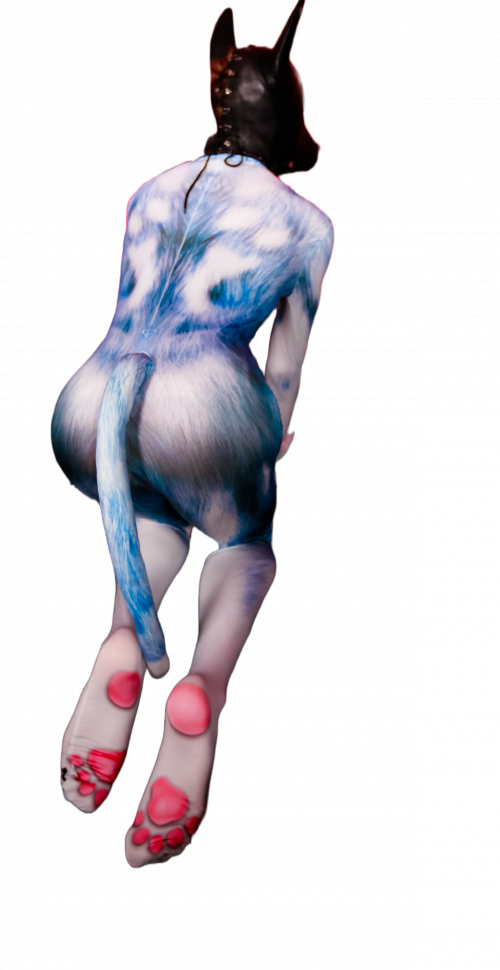 Blue husky petsuit