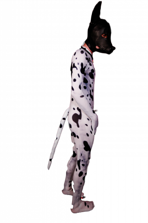 Dalmatian petsuit