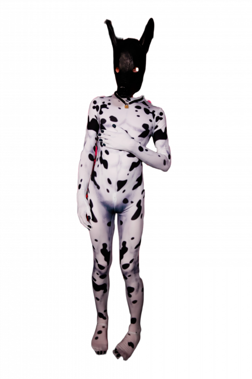 Dalmatian petsuit