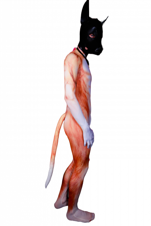 Golden Retriever petsuit