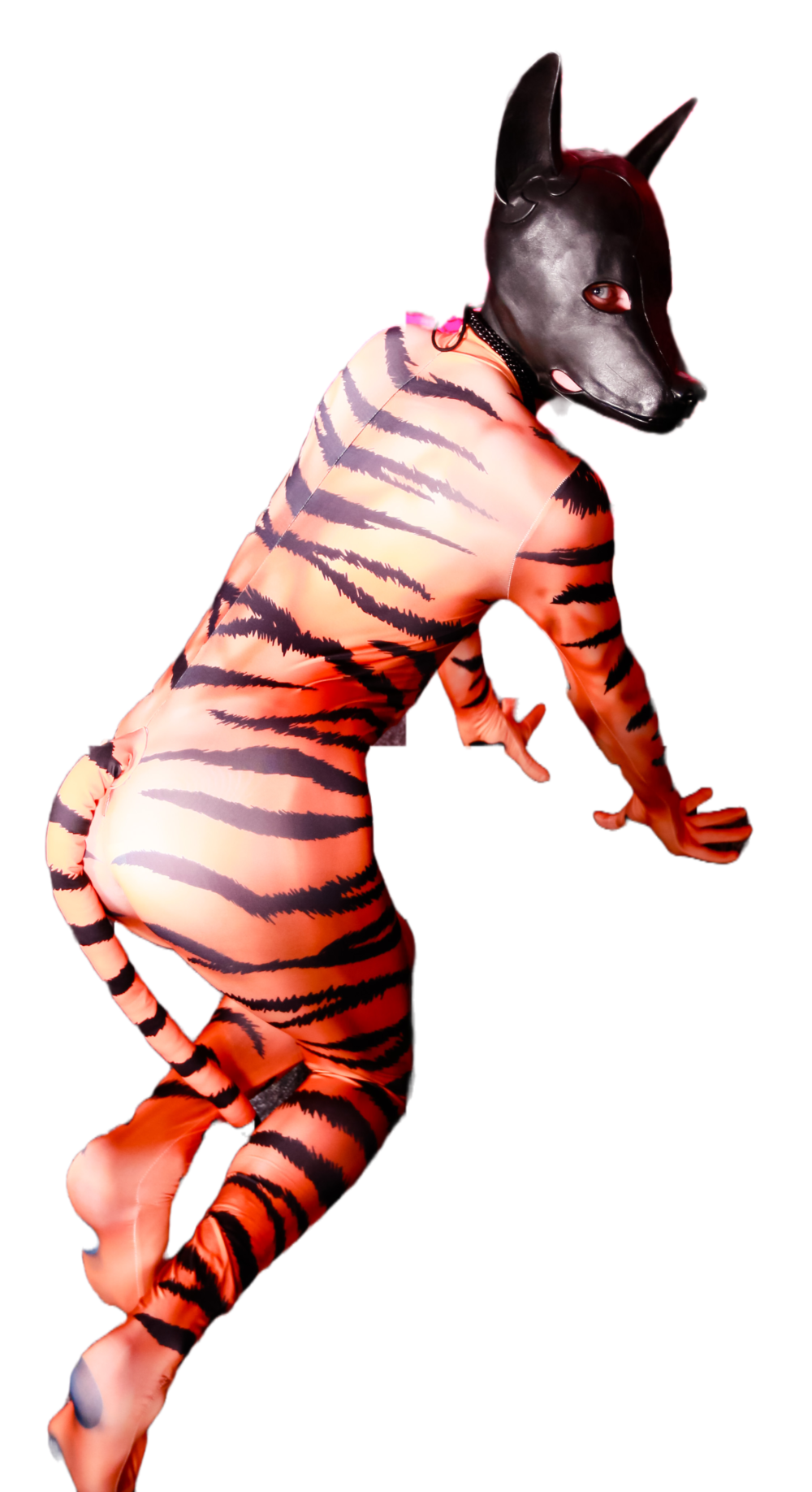 Tiger Petsuit