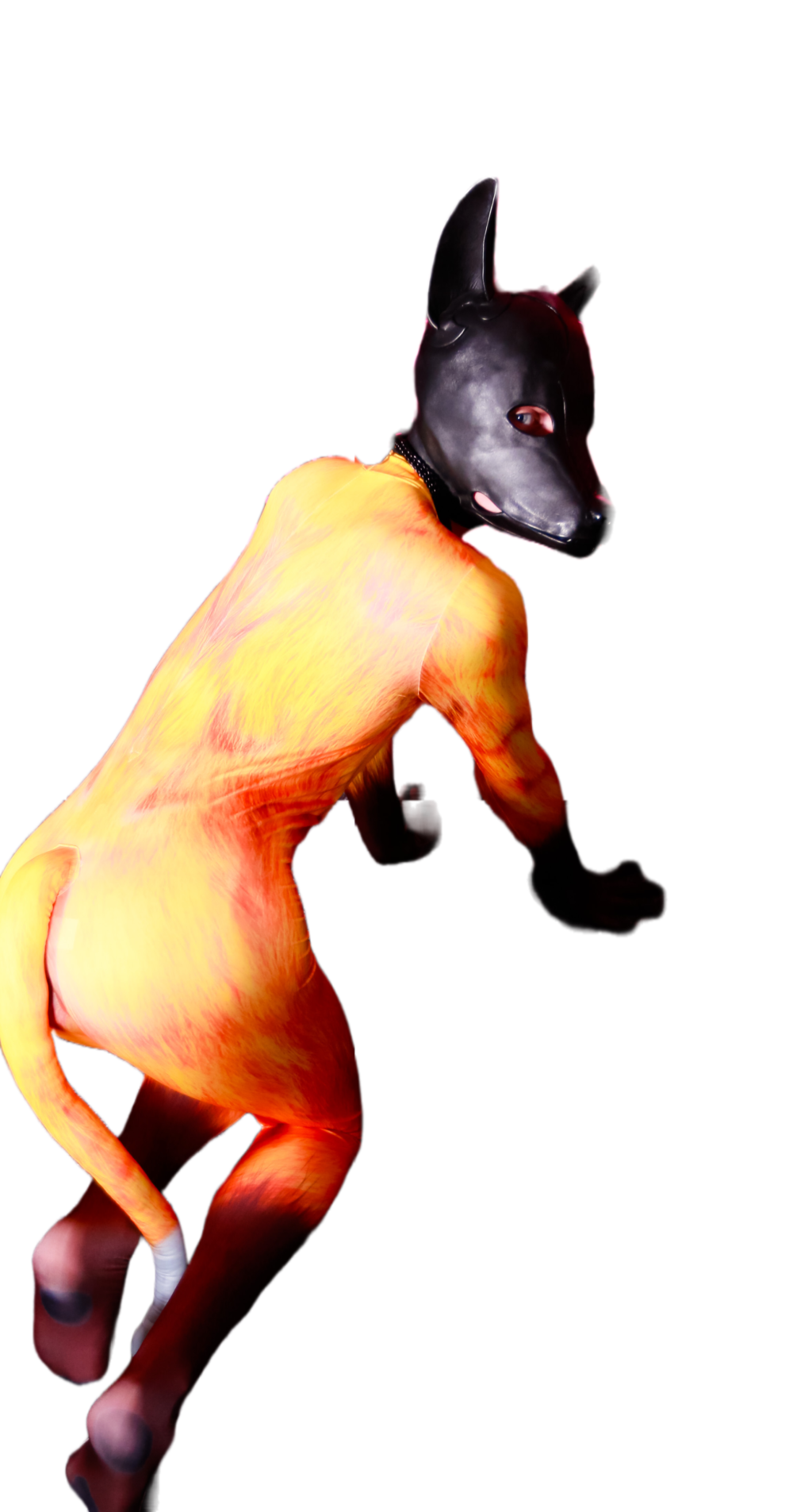 Yellow fox petsuit