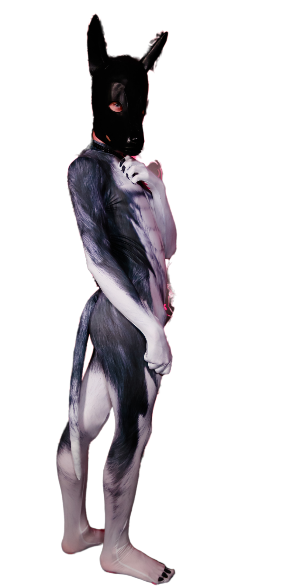Husky petsuit