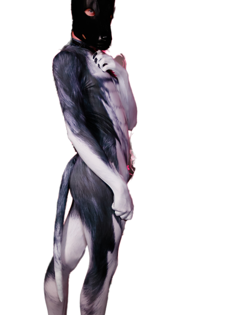 Husky petsuit