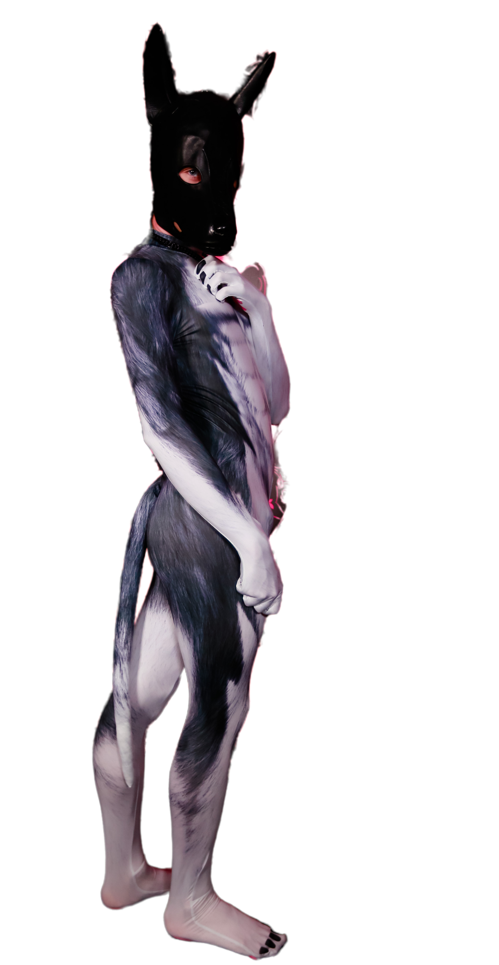 Husky petsuit