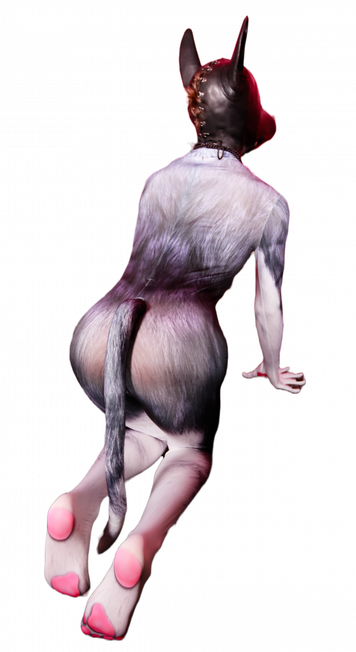 Husky petsuit