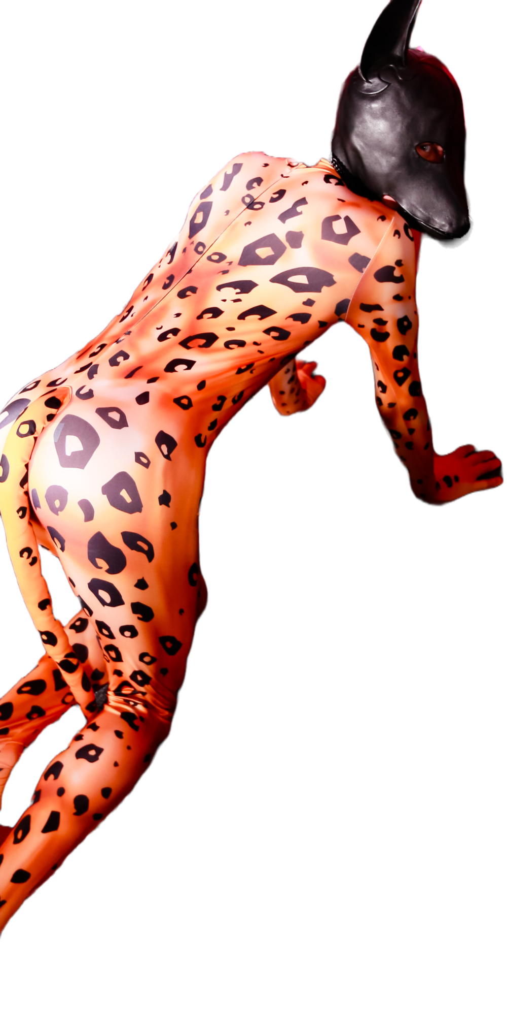 Leopard petsuit