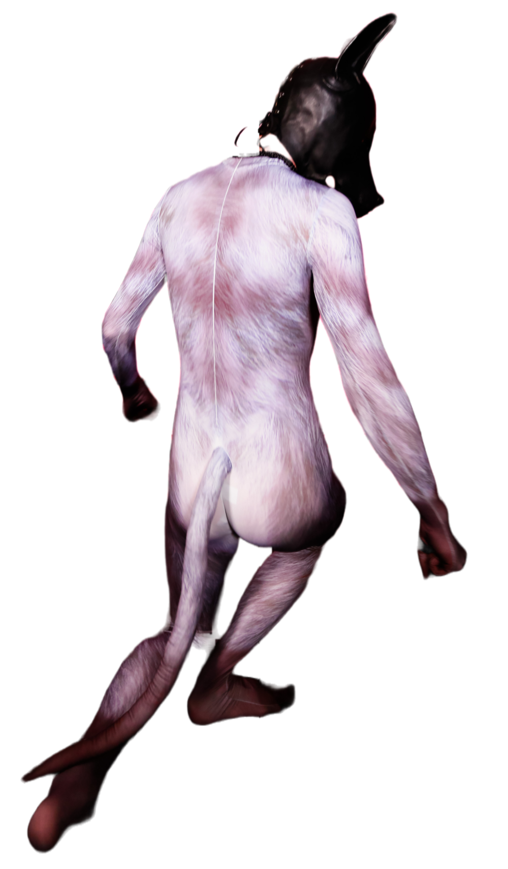 silver fox petsuit