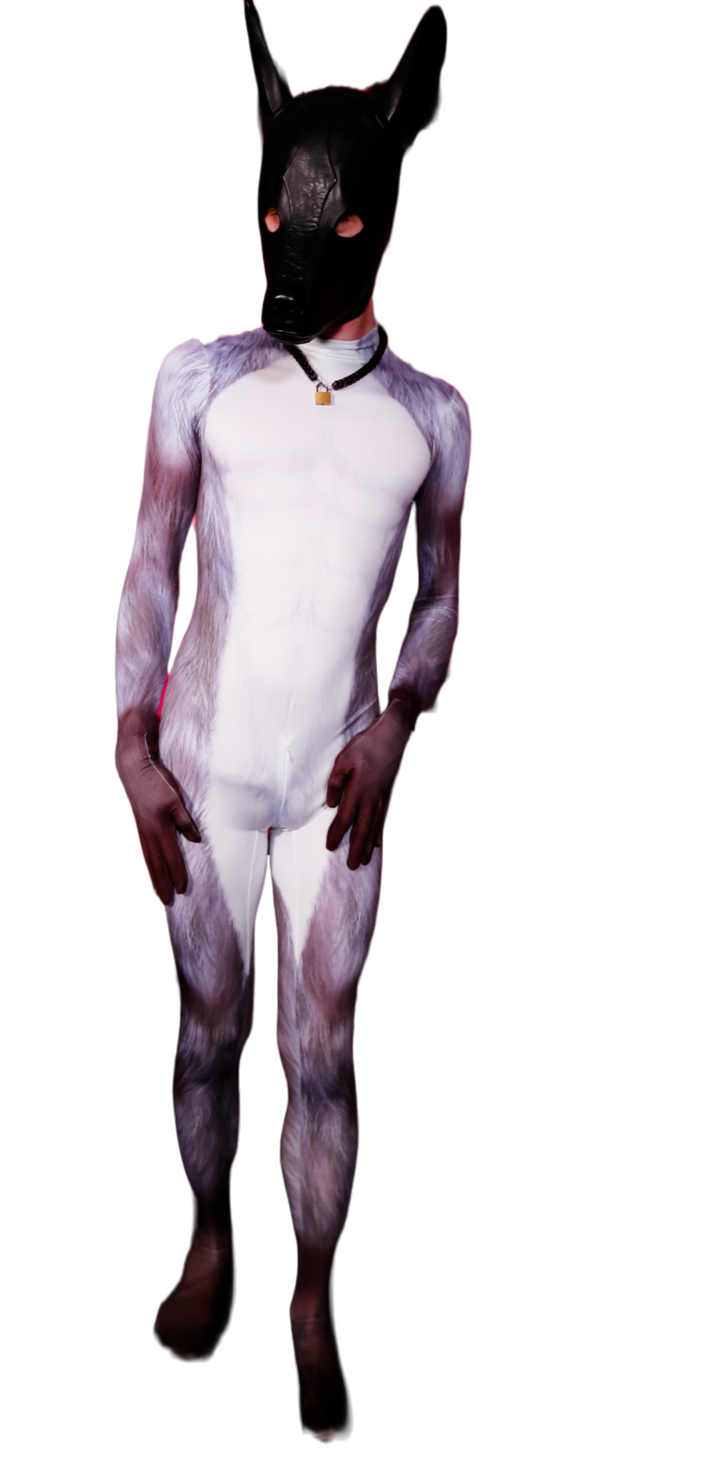 silver fox petsuit
