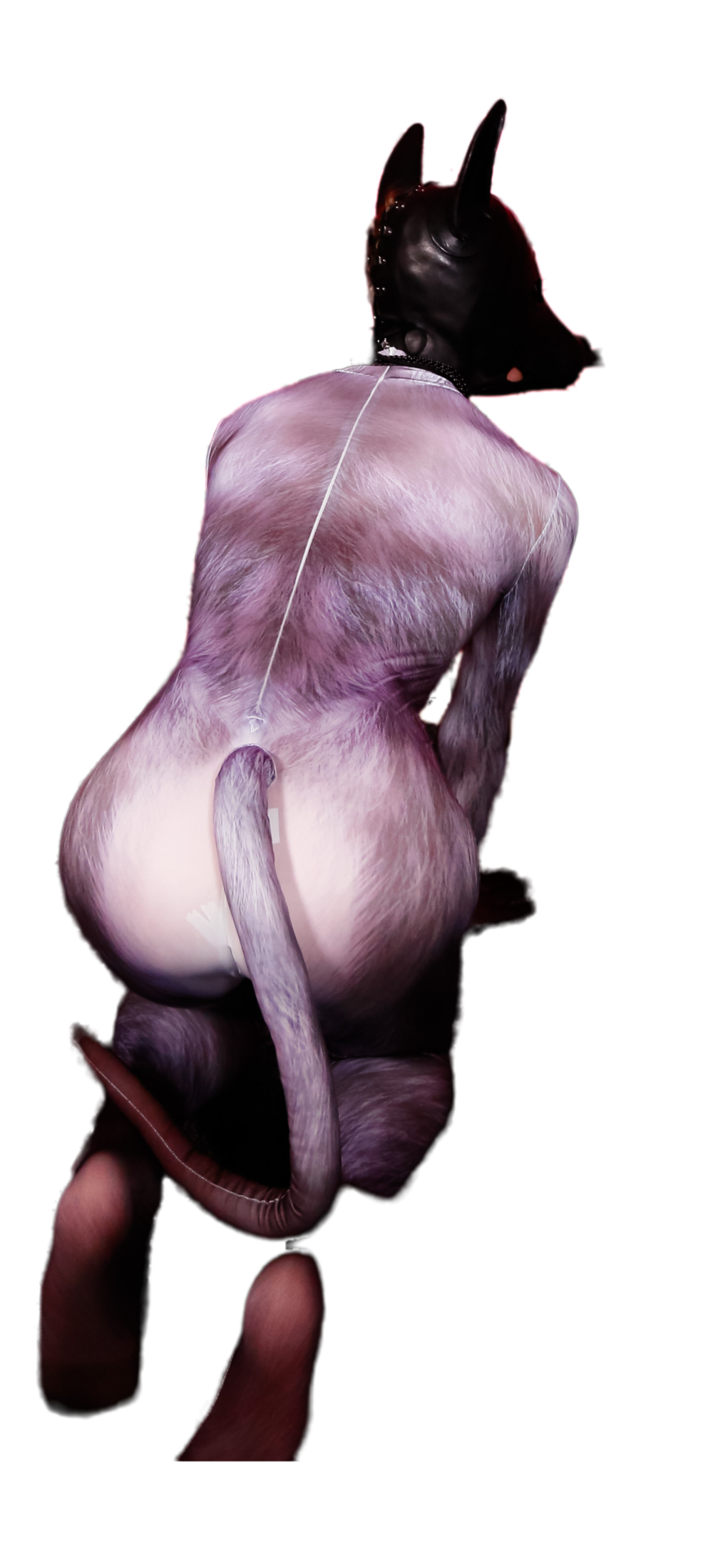 silver fox petsuit